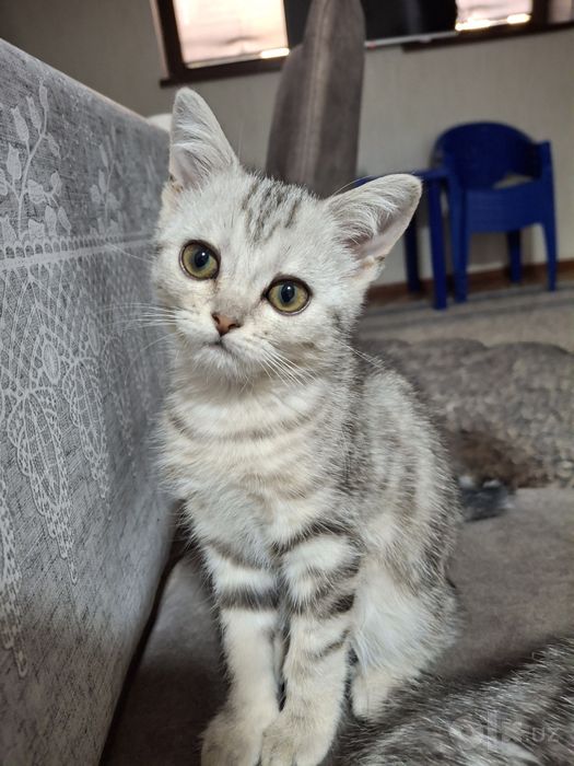 Продаю котят британские длиношерстки