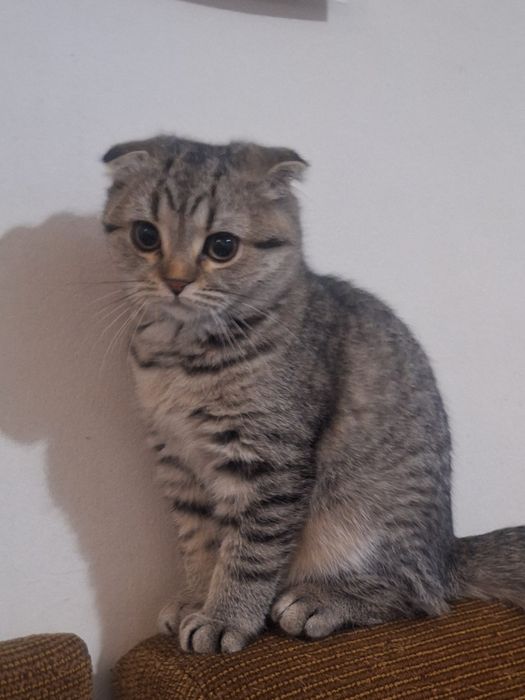 Женско Коте Таби