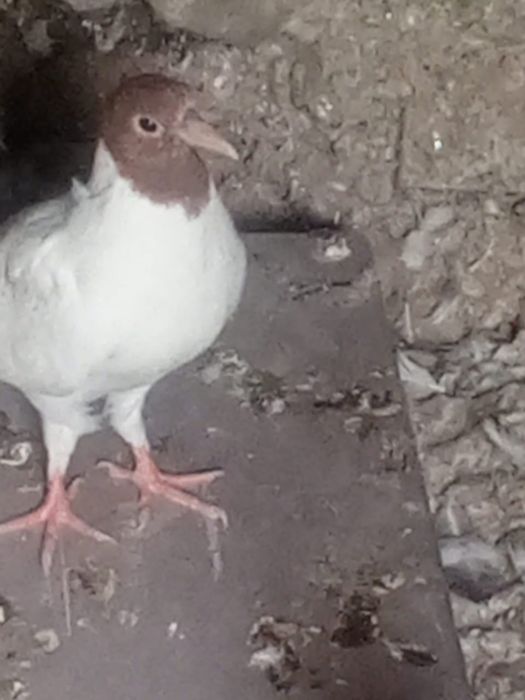 Высоколётные голуби