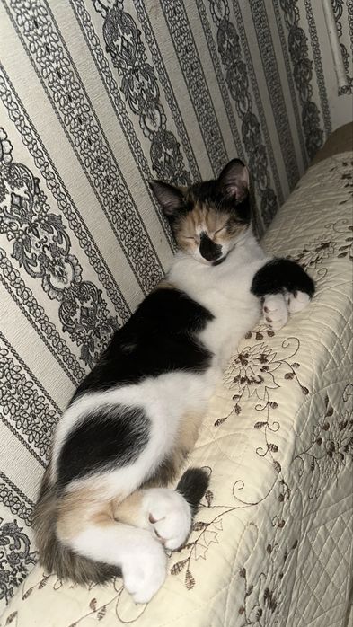 котенок Ерке, 5 месяцев
