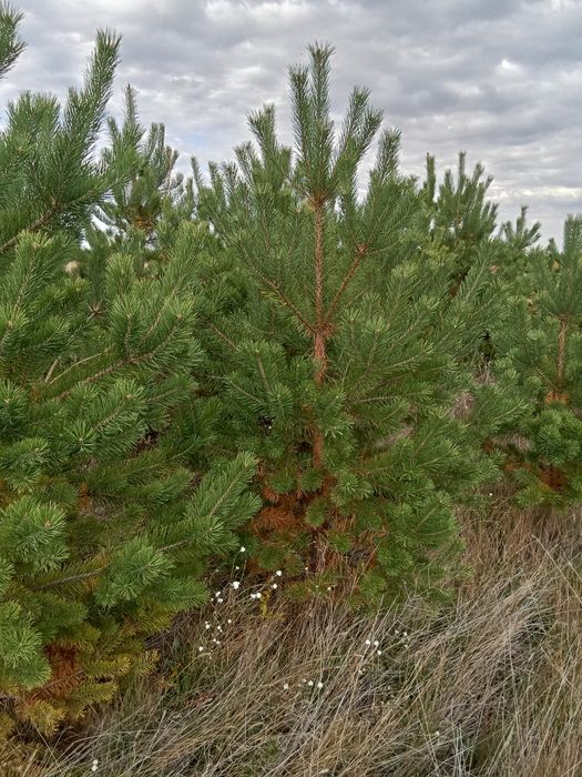 Сосны в большом количестве