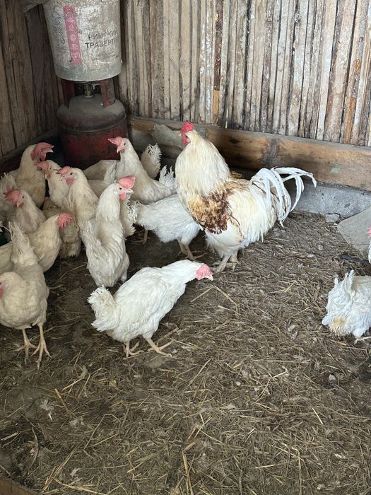 Куры несушки белые
