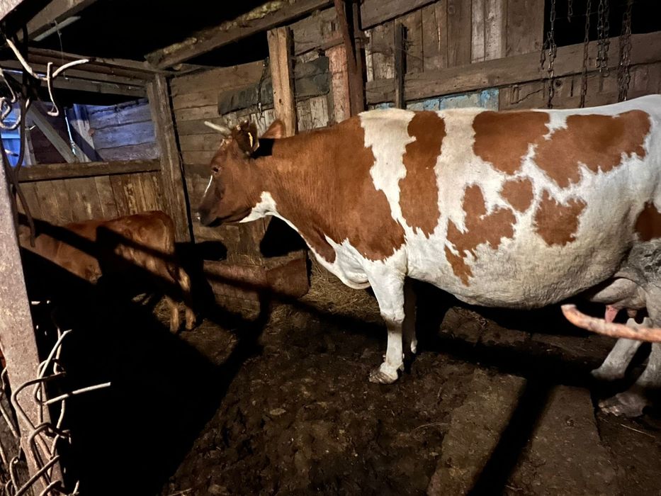 Продам теленка месячного