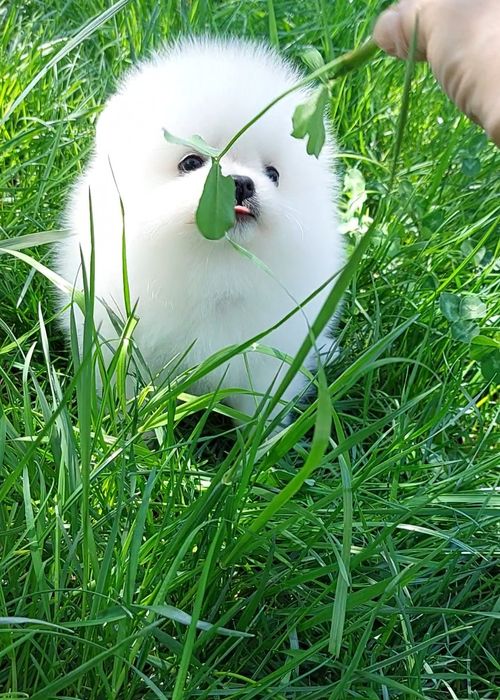 Померанский шпиц