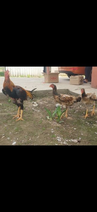 Дакан кораз  и мекен