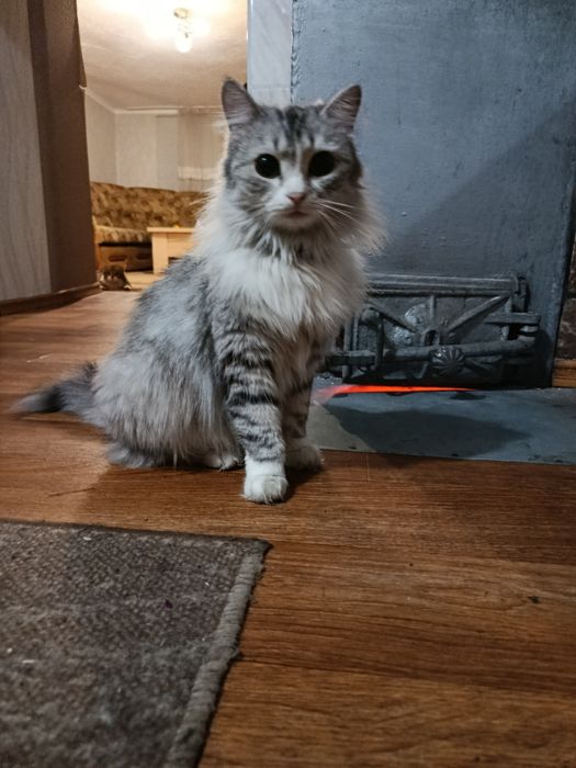 Срочно кошечка в добрые руки