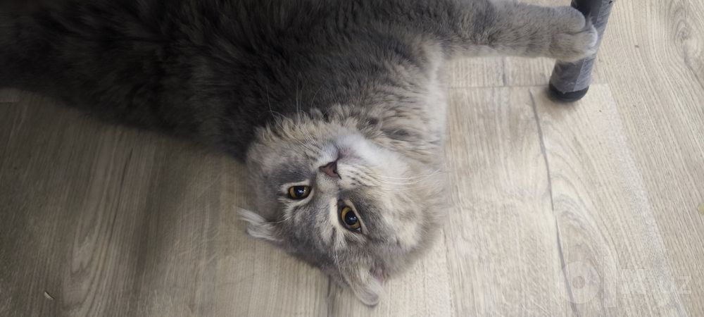 Продам котика Шотландская вислоухая