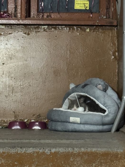 Кот ищет дом и любящих хозяев