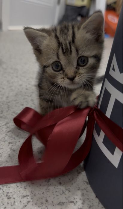 Котята шотландские