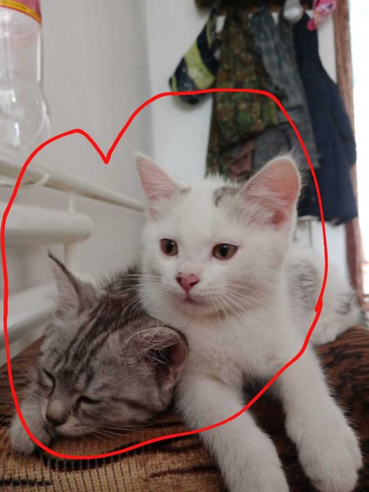 Котики ищут добрые ручки