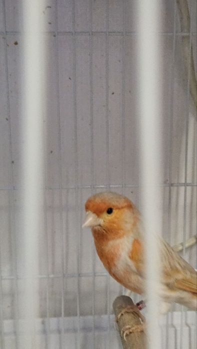 Канарейка сотилади.