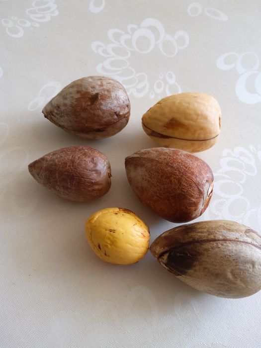 Продам комнатные растения