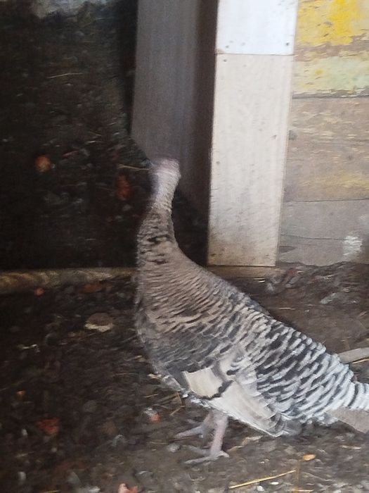 Продам индюшку крупная