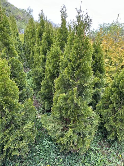Продажа хвойных деревьев,