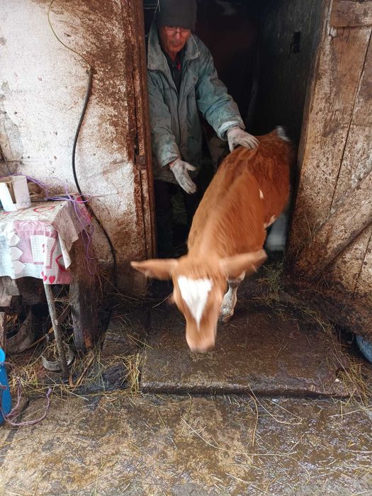 Vând vițea in localitatea Mârșa
