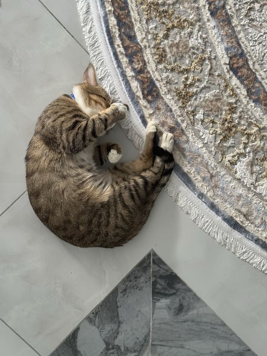 Отдам в хорошие руки бесплатно