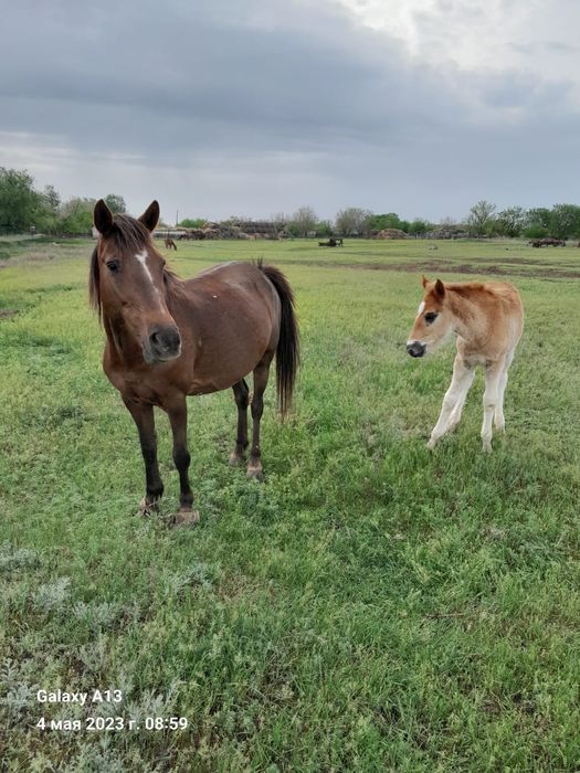 Продам лошадей жылкылар сатам