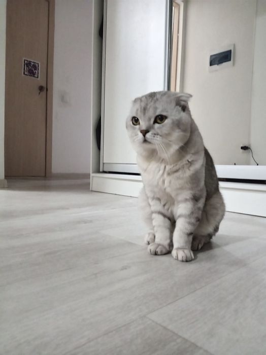 Чисто кровный фолд вязка