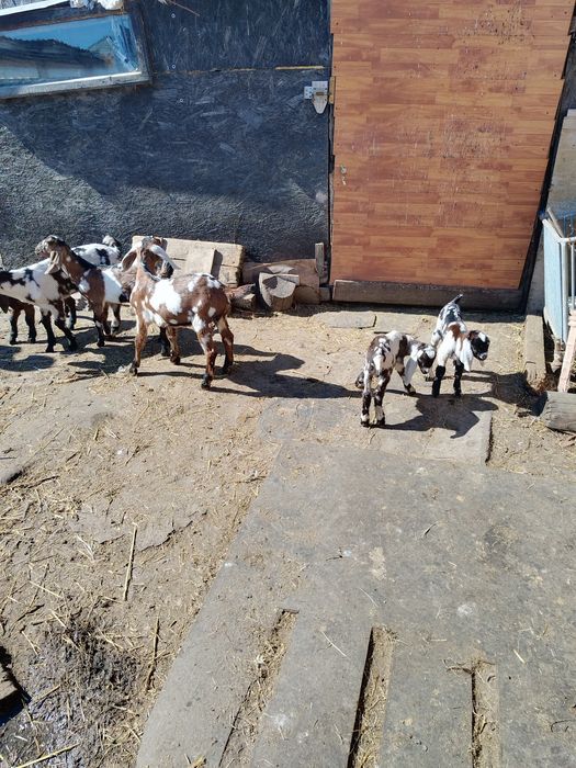 Masculi anglo nubian