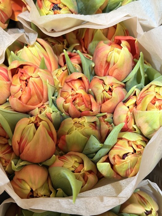 Тюльпаны оптом и розницу