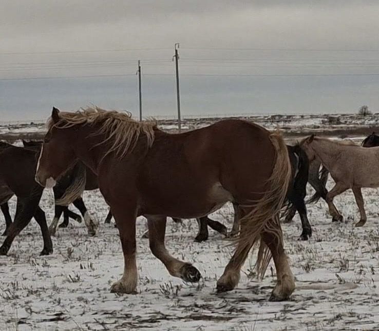 Тяжоловес тай сатылады