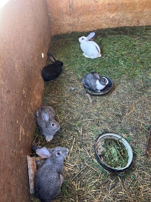 Iepurași de vânzare vârste diferite !