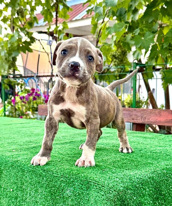 Mascul   amstaff