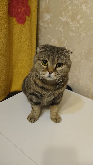 висЛоуХая Кошечка 2 года