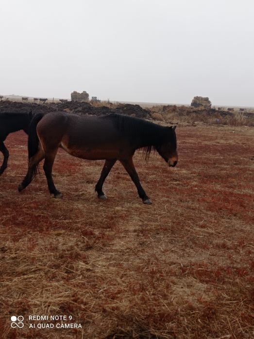Лошадь (тай) 1.5 годовалые