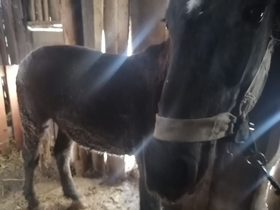 Продам соғым-мясо, жеребчик 1.7