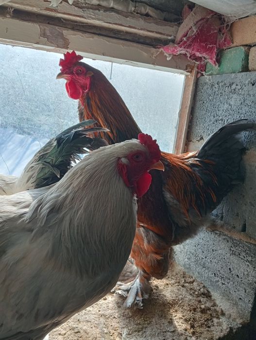 Куры петухи брама