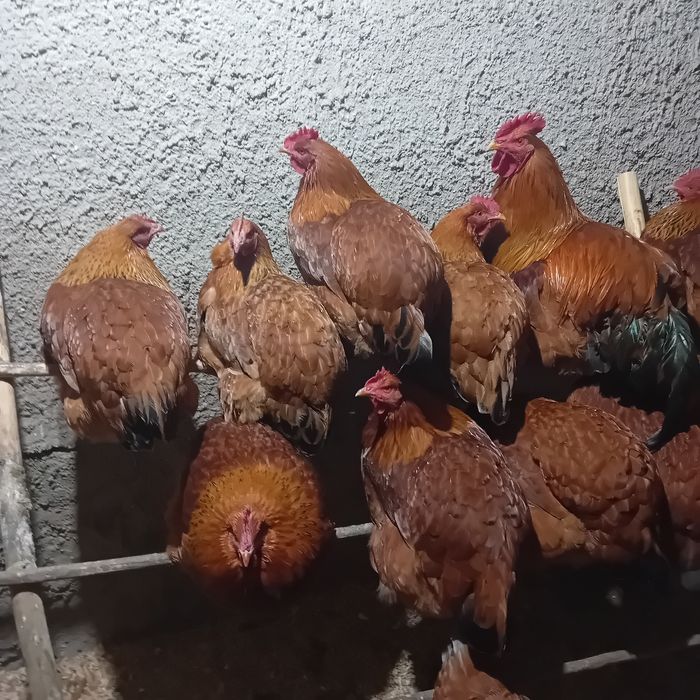 Vând gaini New Hampshire