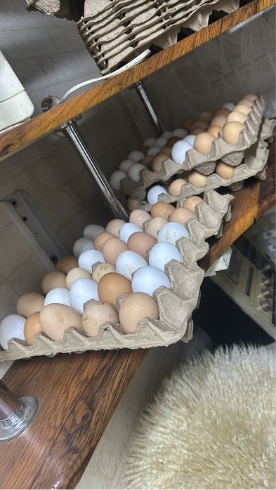 Яйцо на инкубацию