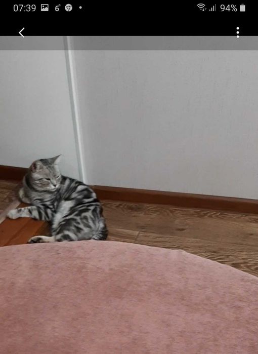 Ищем пропавшего кота.