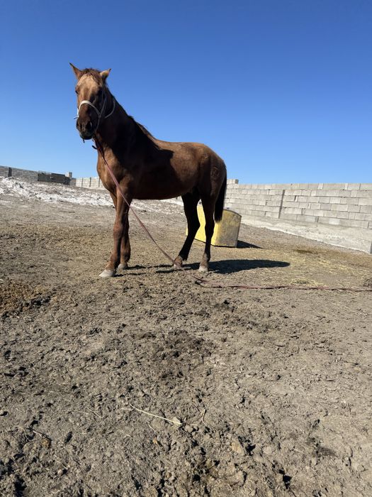 Тау кірең құнан жылқы сатылады