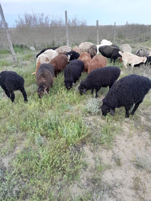 Марқа Қозы- лар  сатылады