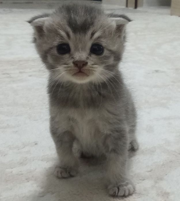 Котята очень умныйе