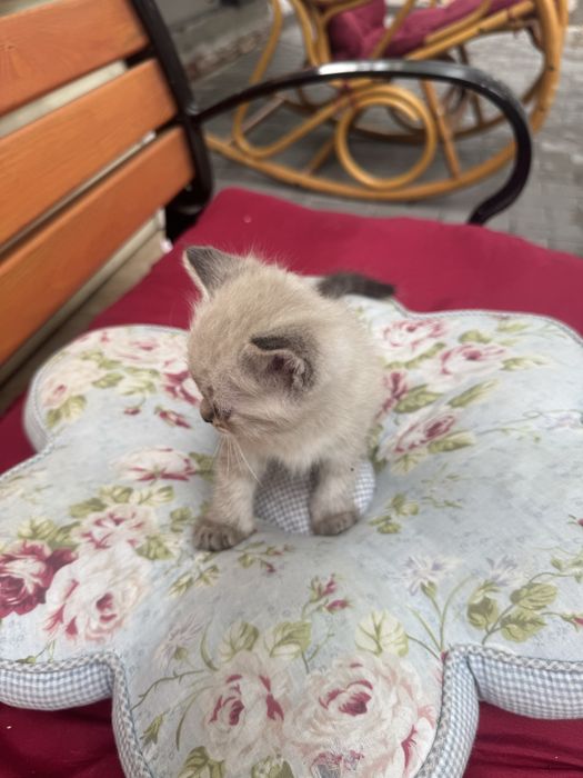 Отдам кошку бесплатно