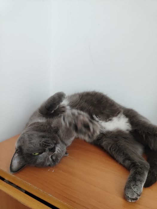 Кошка бесплатно  3 года