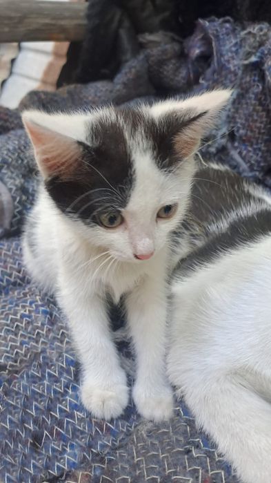 Котята, две девочки, от мамы мышеловки.