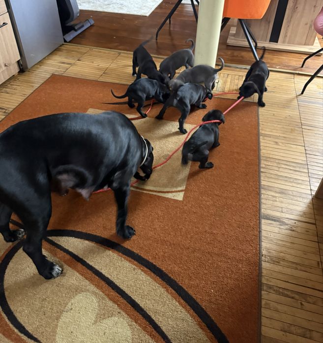 Кане Корсо / Cane Corso