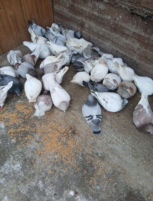 Vand porumbei texani sau la schimb