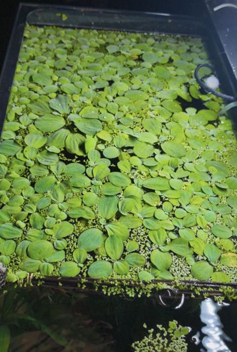 Plante easy de suprafata pentru avarii,iazuri,lacuri-Pistii-no co2