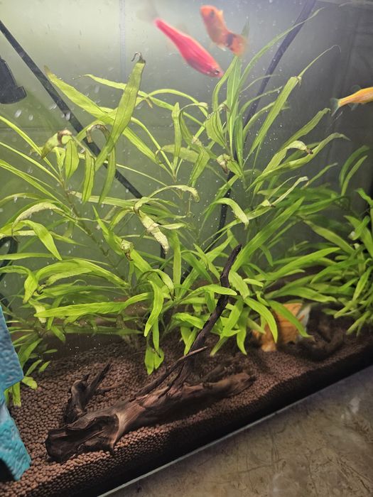 Продам запущенный аквариум