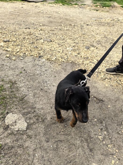 Мъжки Яктериер с  рудословие