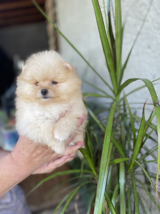 Померан мини