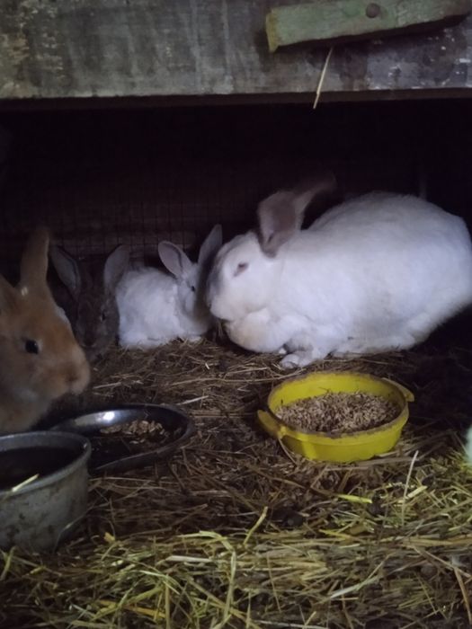 Продам кроликов..
