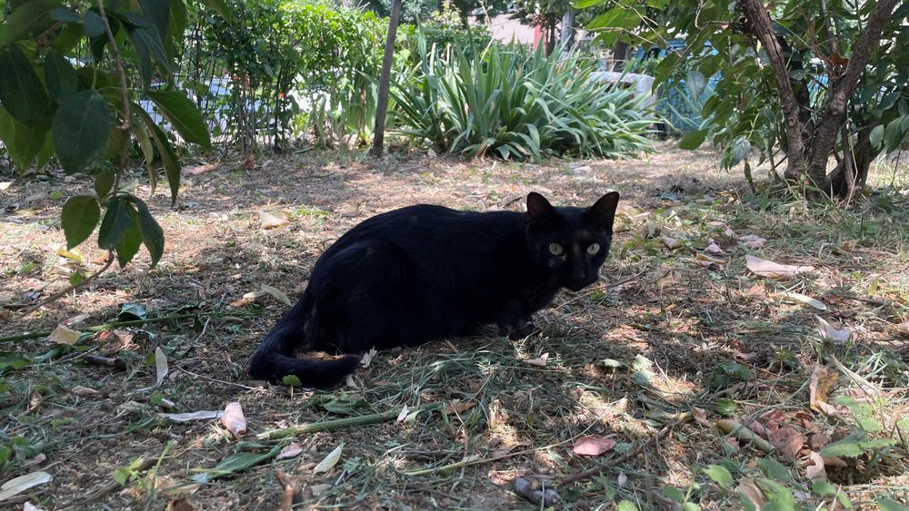 Cici, pisicuta de 2 ani jumatate, sterilizata