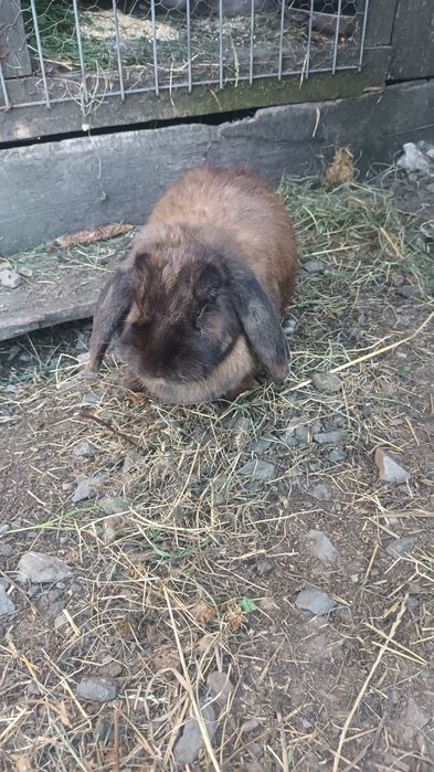 Vând iepuroaică la fatare berbec german rasă pură