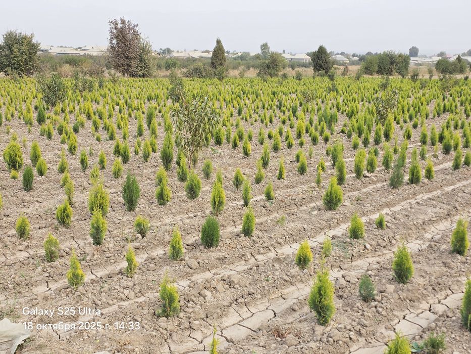 Туя голд смарагд италянский